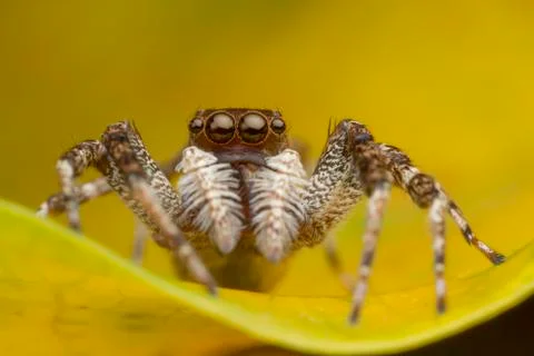 Jumping spider on yellow leaf Stock Photos