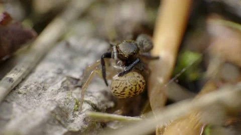 Jumping spiders mating, Evarcha falcata, macro Video 4K Stock Footage 156521232