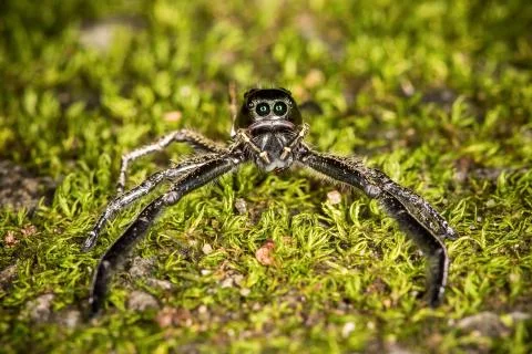 Jumping spiders Stock Photos
