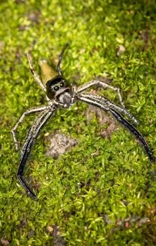 Jumping spiders Stock Photos