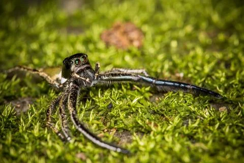 Jumping spiders Stock Photos