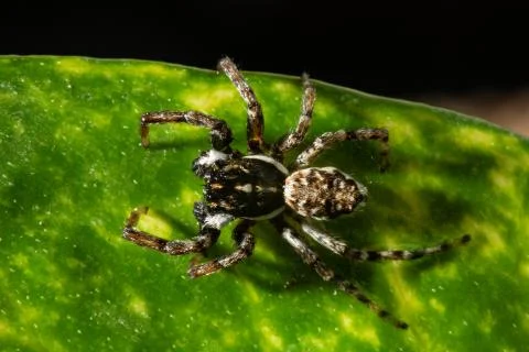 Jumping spiders Stock Photos