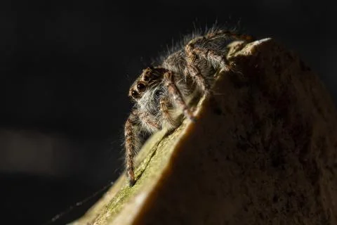 Jumping spiders Stock Photos