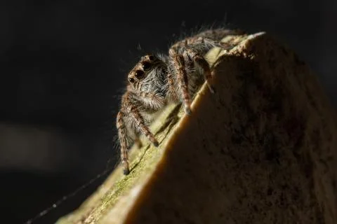 Jumping spiders Stock Photos