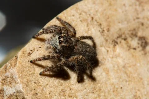Jumping spiders Stock Photos