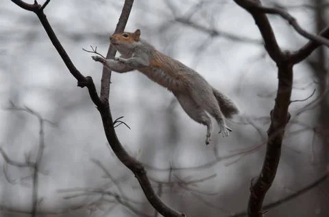 Jumping squirrel jumping squirrel Copyright: xZoonar.com/alexxgrichenkox 4... Stock Photos