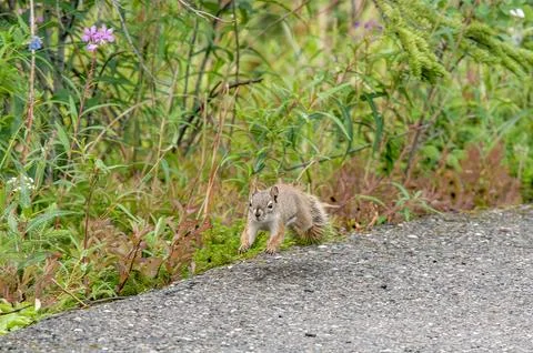 Jumping squirrel Stock Photos