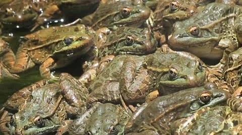 Jumping Staring Leopard Frog Stock Footage 11224697