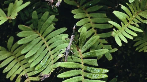 Jumping stick insect walking on a the lush vegetation of the rainforest jungl Stock Footage 97926613