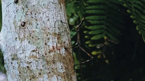 Jumping stick insect walking on a tree trunk in the rainforest Stock Footage 97926635