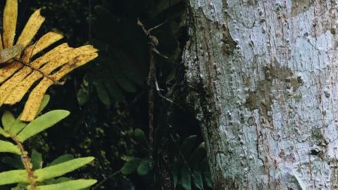 Jumping stick insect walking on a tree trunk in the rainforest Foto stock