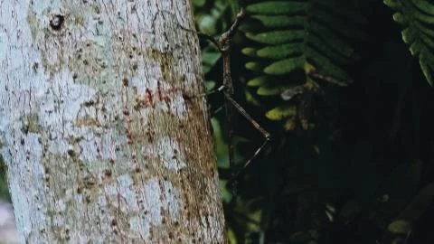 Jumping stick insect walking on a tree trunk in the rainforest Stock-Fotos