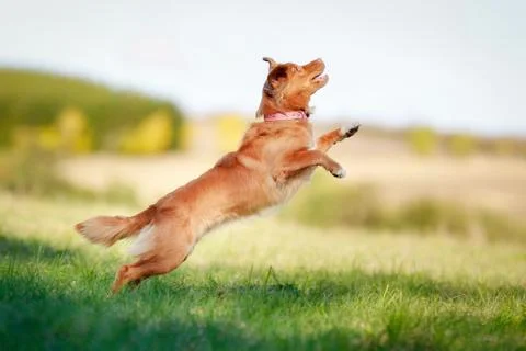 Jumping toller Stock Photos