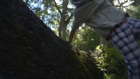 Jumping The Tree Stock Footage 72452595