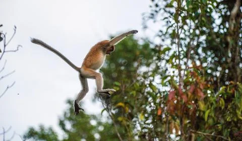 Jumping on a tree Proboscis Monkey  in the wild green rainforest on Borneo Is Stock Photos