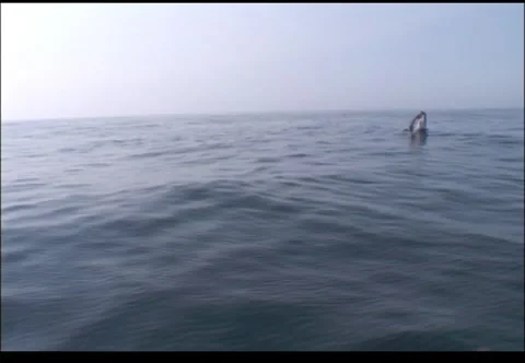Jumping whale 스톡 동영상 2923712