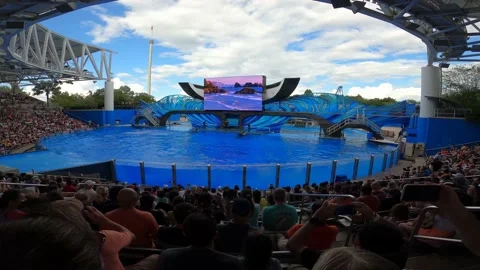 Jumping Whale Stock Footage 162871511