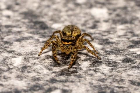 Jumping wolf spider close up view looking into the camera Stock Photos