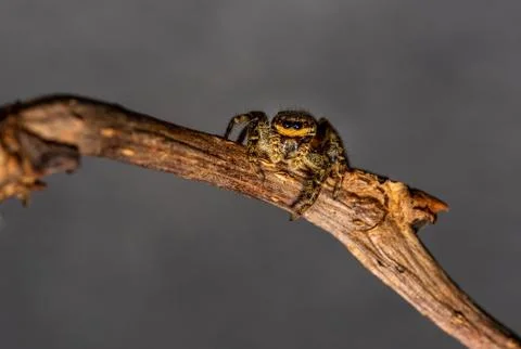 Jumping wolf spider close up view looking into the camera Stock Photos