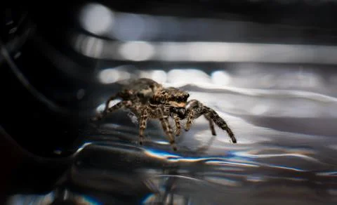 Jumping wolf spider close up view sitting on glas ground Stock Photos