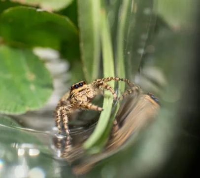 Jumping wolf spider close up view looking into the camera Stock Photos