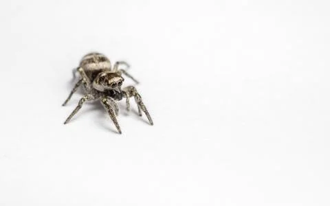 A Jumping Zebra Spider Stock Photos