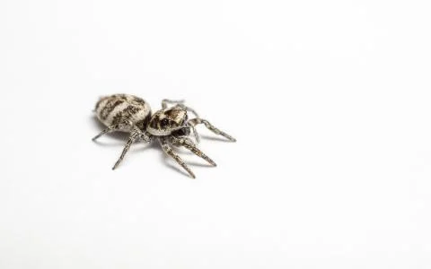 A Jumping Zebra Spider Stock Photos