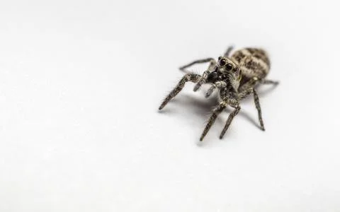 A Jumping Zebra Spider Stock Photos