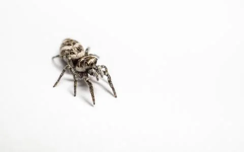 A Jumping Zebra Spider Stock Photos