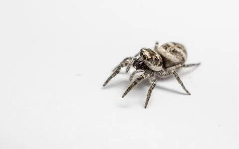 A Jumping Zebra Spider Stock Photos