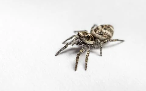 A Jumping Zebra Spider Stock Photos