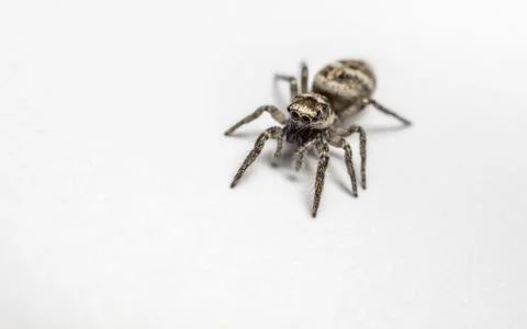 A Jumping Zebra Spider Stock Photos
