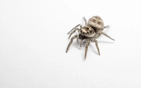 A Jumping Zebra Spider Stock Photos
