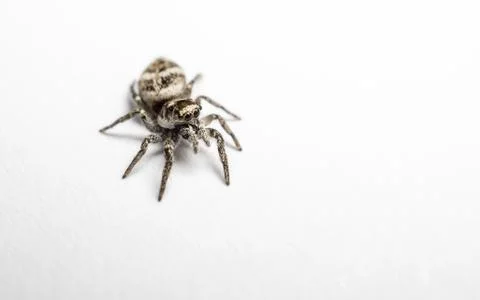 A Jumping Zebra Spider Stock Photos