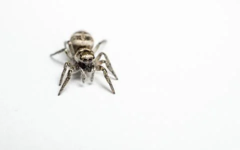 A Jumping Zebra Spider on a white background Stock Photos