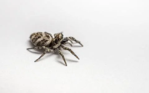 A Jumping Zebra Spider on a white background Stock Photos