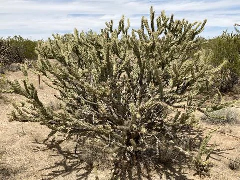 Jumpingcactus Stock Photos