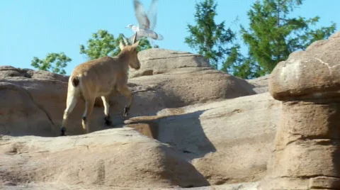 Jumpping Stock Footage 512247