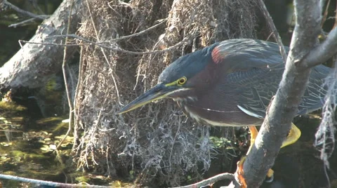 Jumpy heron Stock Footage 6531530