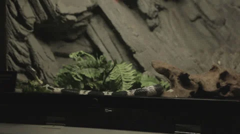 Jumpy snake gets waterbowl added to case Stock Footage 24350051