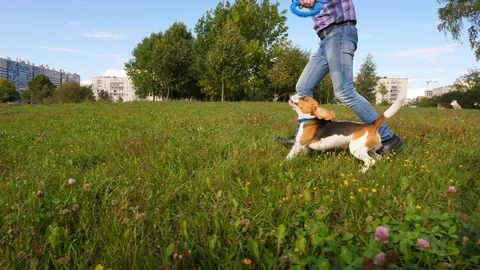 Jumpy young dog run with owner. slowmotion Stock Footage 96375372