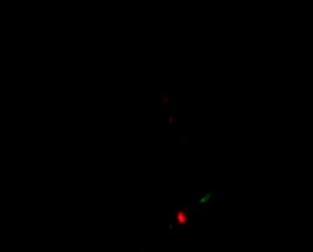 Jumpylight Stock Footage 474168