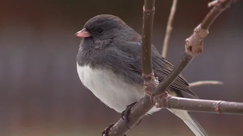 Junco Bird Close Up Stock Footage 47984015