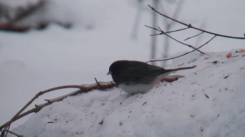 Junco bird eating seeds Stock Footage 46090463