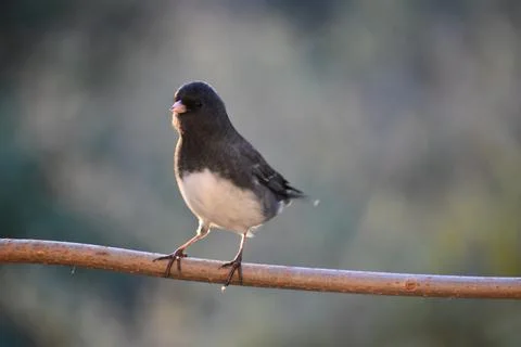 A junco bird in the garden Stock Photos