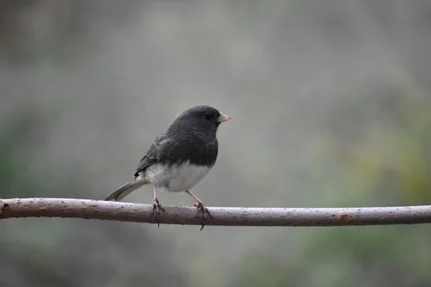A junco bird in the garden Stock Photos