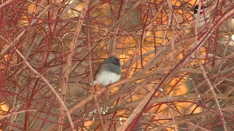 Junco Bird Perched in the Bushes Stock Footage 47984097