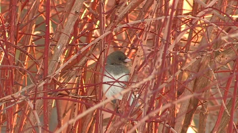 Junco Bird Perched in Bushy Tree Branches Stock Footage 47967738