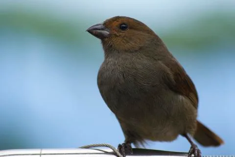 Junco Bird Stock Photos