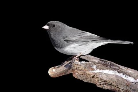 Junco on black Stock Photos